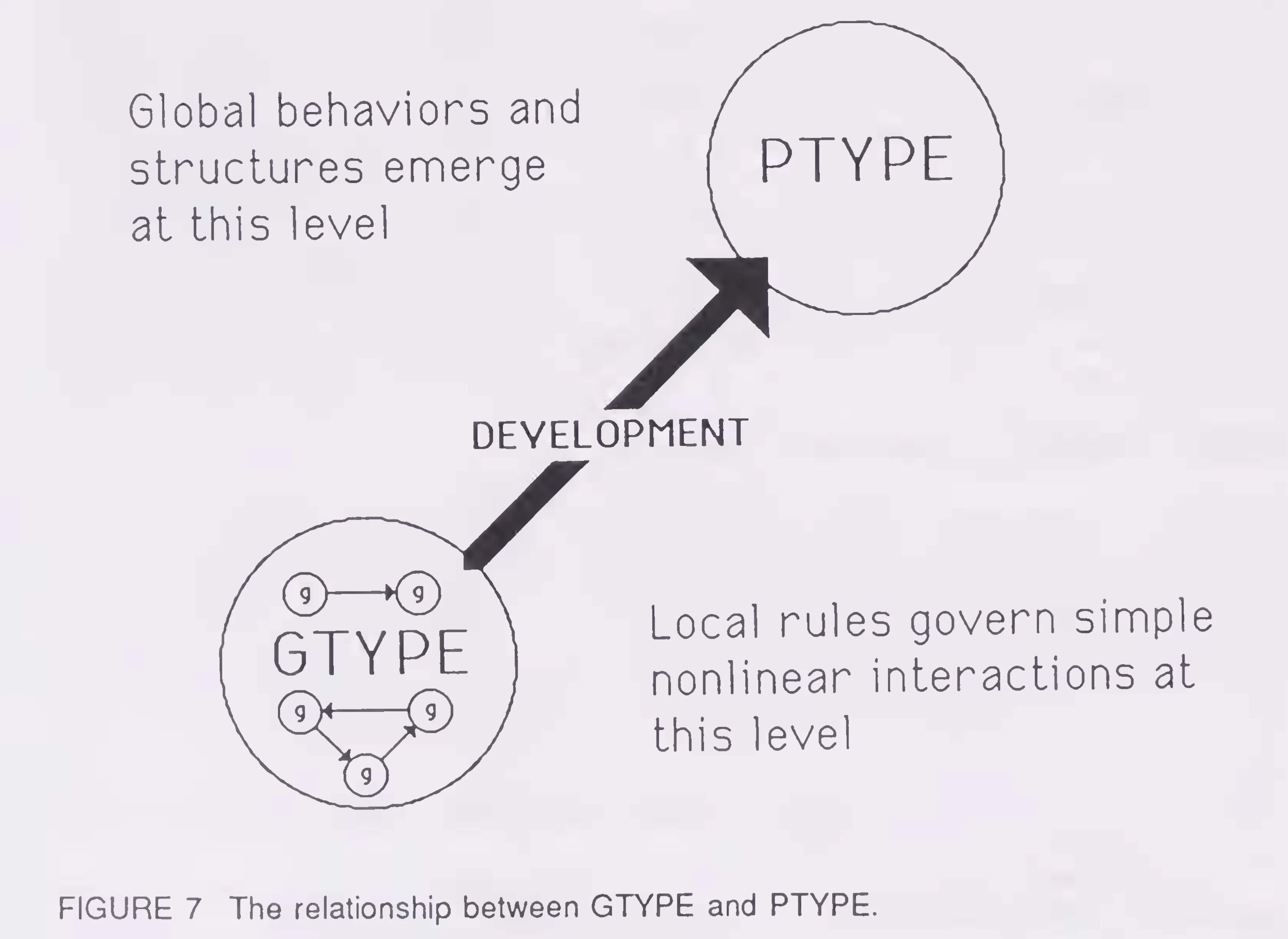 Primary-source scan of Figure 7 from Langton's Artificial Life chapter in ALIFE I, including the printed caption for the GTYPE to PTYPE development relation.