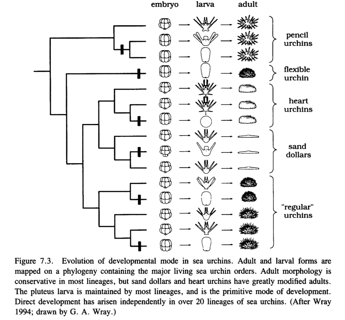 Primary-source scan of Figure 7.3 from Raff's The Shape of Life showing evolution of developmental mode in sea urchins.